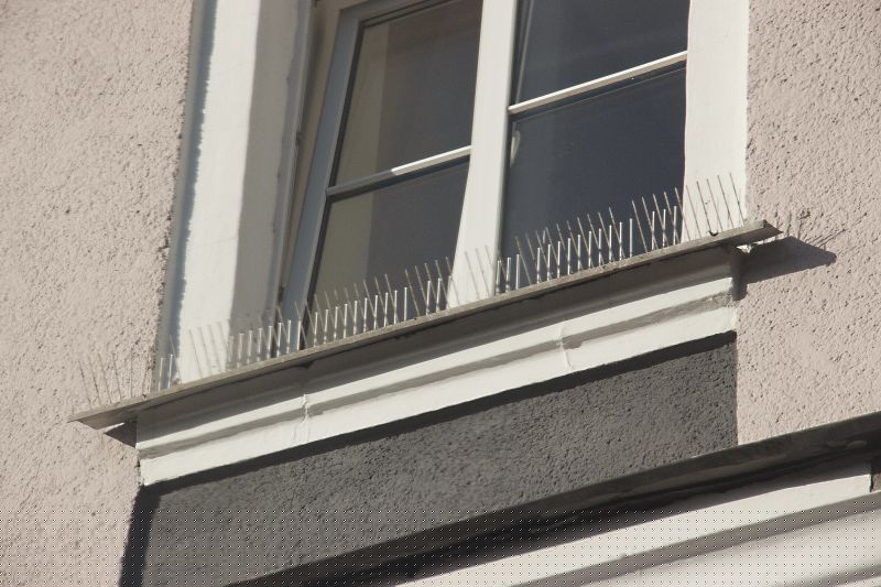 Bird Feeder Installation